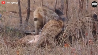 جدال طبیعت بی‌رحم و وحشی!