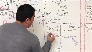 Renal | The Collecting Duct