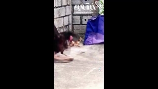 مرغ شجاع و دفاع قدرتمندانه از فرزندانش در برابر مار مهاجم