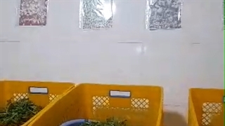 سبزینه نوین داراکیان