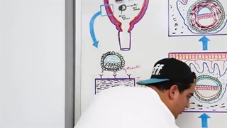 Embryology | Development of the Placenta