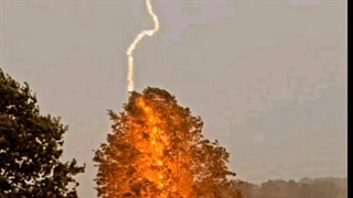 رعد و برق وحشتناک و آتش گرفتن درخت تنومند