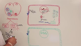 Endocrinology | Parathyroid Gland | Calcitonin