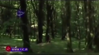 معرفی کسب درآمد میلیاردی از صنوبرکاری در تالش