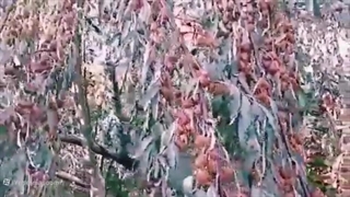 معرفی کسب درآمد میلیاردی از سنجدکاری در زنجان