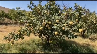 معرفی کسب درآمد میلیاردی از احداث باغ به اصفهان