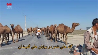 گله های شتر در دشت های گمیشان