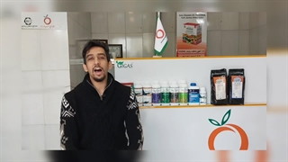 ترک خوردگی برگ سانسوریا و درمان قطعی آن