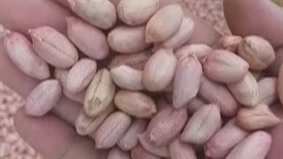 مغز بادام زمینی خام، درشت و درجه یک