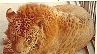 هیبرید یا دورگه (کاری از ثمین اعظمی)