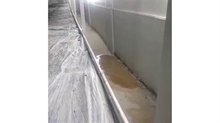 بذر قارچ آریانا (اربیل عراق)