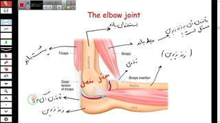 تدریس اسکلت و استخوان ها و تمام نکات - کل گفتار 1 فصل 3 یازدهم-مهدی محمد حسین زاده