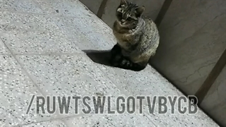 عکس از گربه های من خیلی نازن