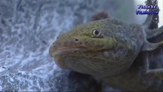 نکاتی در مورد زیست اکسولوتل✓ Axolotl ✓
