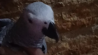 وقتی عشقت تو دستات میگیری(مال من نیست دوستم الندیل تو واتساپ می‌فرسته واسم)