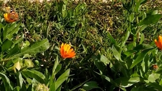 گل و پروانه