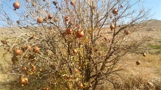 انار ولگاری