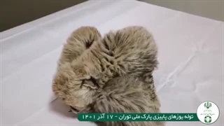 وزنکشی توله یوزهای توران و آذر
