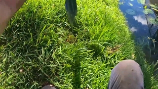 لوله بازکنی هروی