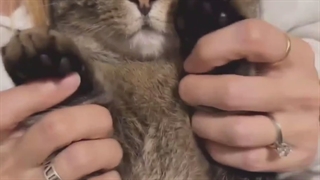 حتی گربه ها هم ...