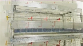 معرفی قفس 5 طبقه بلدرچین