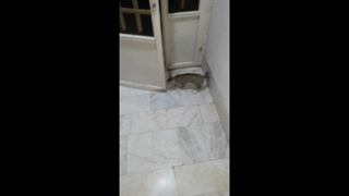 باز کردن درِ خانه توسط گربه باهوش