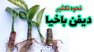 آموزش تکثیر و قلمه زنی دیفن باخیا | آچاره
