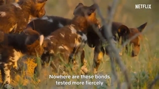 Surviving Paradise: A Family Tale | Official Trailer |