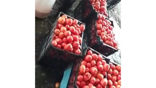 دستگاه آبگوجه گیری09190951876