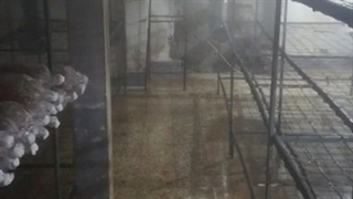 رطوبتساز سالن پرورش قارچ دکمه ای 09190951876