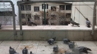 کبوتران و کلاغ