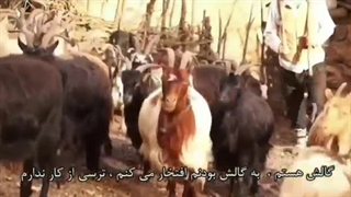 10.شعر گیلکی گالشم