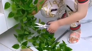 گیره گیاهان رونده در بازار صالح آباد تهران