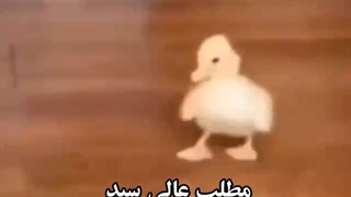 بعد سال ها سلام-عنترا جواب سلام بدینا