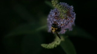 ویدیویی زیبا