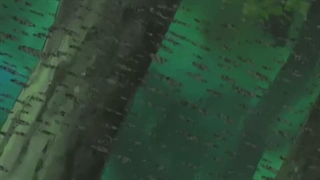 Naruto - 217 [720p].mkv