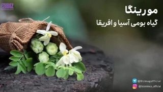 شامپو موی سر روغن مورینگا