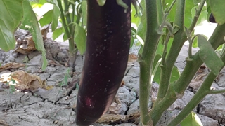 بادمجان عالی