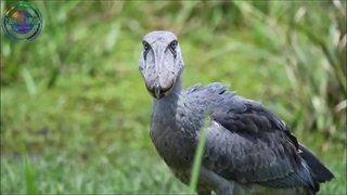 حیواناتی که کمتر توسط انسان دیده می شوند