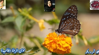 گلستان شعر فارسی| غزلیات فاخر طالب | رسم عاشقی با صدای جادویی دلکش سحر آقا کریمی