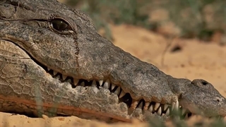 حیات وحش|خطرناک ترین حیوانات جهان