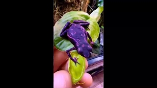 کشف موجود عجیب ؛وزغ بنفش آتلوپوس باربوتینی