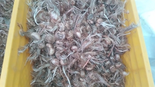 پیاز زعفران بالای 8 گرم 09156034345