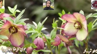 بر مسند خیال با صدای سخن عشق طالب | بر سمند سخن با کمند غزل رویایی | گلواژه ی نای شهدساز شهسوار غزل خوانی حورا سادات علویان