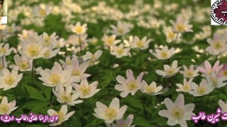 بر سمند سخن با کمند غزل خمار دیده ی یار از اشعار محبوب استاد غزل موسی الرضا طایفی(طالب اردبیلی) با صدای دلنشین شاعر