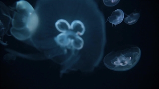 {رمان کره ای پیانیست}( قسمت آخر پارت نهم)[گزارش نشه لطفا]