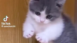 من یه گربه موخوم 