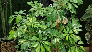 روش نگهداری گیاه بونسای شفلرا (0 تا 100 آبیاری کود دهی نور مناسب) گلخانه سانا گل