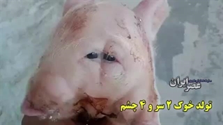 تصویری عجیب از تولد خوکی با دو سر، چهار چشم و دو پوزه در هندوراس