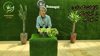 روش نگهداری پتوس مرمری (از صفر تا 100) | سانا گل